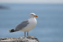 06-5255 Herring Gull (Larus argentatus)